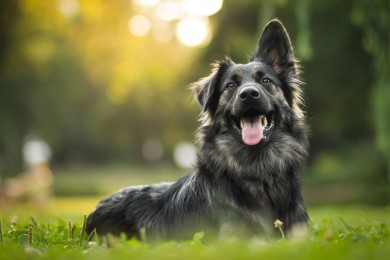 Šunų nukirminimas: ką svarbu žinoti?