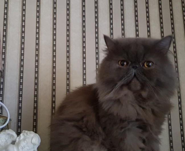 Julija