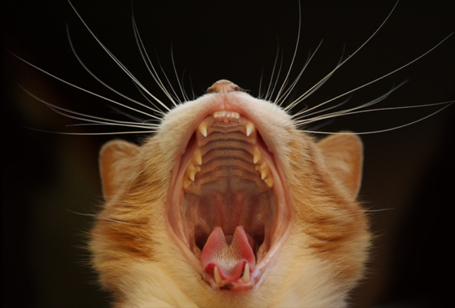 Kačių dantys
