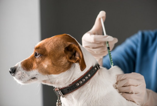 Šunų skiepai, vakcinacija: ką svarbu žinoti kiekvienam šeimininkui?