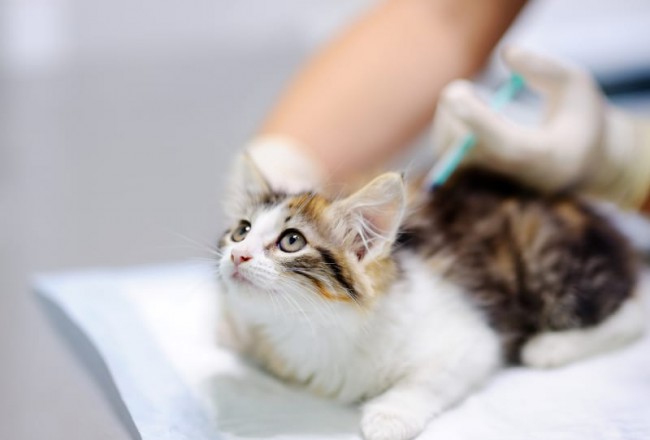 Kačių skiepai, vakcinacija: ką svarbu žinoti kiekvienam šeimininkui?